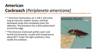 Cockroaches and What You Need to Know 1 (1).pptx.pdf