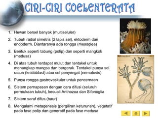 1. Hewan bersel banyak (multiseluler)
2. Tubuh radial simetris (2 lapis sel), ektoderm dan
endoderm. Diantaranya ada rongga (mesoglea)
3. Bentuk seperti tabung (polip) dan seperti mangkok
(medusa)
4. Di atas tubuh terdapat mulut dan tentakel untuk
menangkap mangsa dan bergerak. Tentakel punya sel
racun (knidoblast) atau sel penyengat (nematosis)
5. Punya rongga gastrovaskuler untuk pencernaan
6. Sistem pernapasan dengan cara difusi (seluruh
permukaan tubuh), kecuali Anthozoa dan Sifonoglia
7. Sistem saraf difus (baur)
8. Mengalami metagenesis (pergiliran keturunan), vegetatif
pada fase polip dan generatif pada fase medusa
 