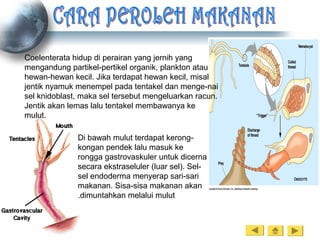 Coelenterata hidup di perairan yang jernih yang
mengandung partikel-pertikel organik, plankton atau
hewan-hewan kecil. Jika terdapat hewan kecil, misal
jentik nyamuk menempel pada tentakel dan menge-nai
sel knidoblast, maka sel tersebut mengeluarkan racun.
Jentik akan lemas lalu tentakel membawanya ke
mulut.
Di bawah mulut terdapat kerong-
kongan pendek lalu masuk ke
rongga gastrovaskuler untuk dicerna
secara ekstraseluler (luar sel). Sel-
sel endoderma menyerap sari-sari
makanan. Sisa-sisa makanan akan
dimuntahkan melalui mulut.
 
