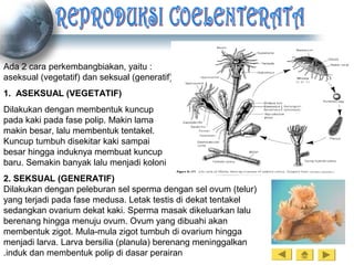 Ada 2 cara perkembangbiakan, yaitu :
aseksual (vegetatif) dan seksual (generatif)
1. ASEKSUAL (VEGETATIF)
Dilakukan dengan membentuk kuncup
pada kaki pada fase polip. Makin lama
makin besar, lalu membentuk tentakel.
Kuncup tumbuh disekitar kaki sampai
besar hingga induknya membuat kuncup
baru. Semakin banyak lalu menjadi koloni
2. SEKSUAL (GENERATIF)
Dilakukan dengan peleburan sel sperma dengan sel ovum (telur)
yang terjadi pada fase medusa. Letak testis di dekat tentakel
sedangkan ovarium dekat kaki. Sperma masak dikeluarkan lalu
berenang hingga menuju ovum. Ovum yang dibuahi akan
membentuk zigot. Mula-mula zigot tumbuh di ovarium hingga
menjadi larva. Larva bersilia (planula) berenang meninggalkan
induk dan membentuk polip di dasar perairan.
 