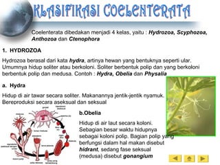 Coelenterata dibedakan menjadi 4 kelas, yaitu : Hydrozoa, Scyphozoa,
Anthozoa dan Ctenophora
1. HYDROZOA
Hydrozoa berasal dari kata hydra, artinya hewan yang bentuknya seperti ular.
Umumnya hidup soliter atau berkoloni. Soliter berbentuk polip dan yang berkoloni
berbentuk polip dan medusa. Contoh : Hydra, Obelia dan Physalia
a. Hydra
Hidup di air tawar secara soliter. Makanannya jentik-jentik nyamuk.
Bereproduksi secara aseksual dan seksual
b.Obelia
Hidup di air laut secara koloni.
Sebagian besar waktu hidupnya
sebagai koloni polip. Bagian polip yang
berfungsi dalam hal makan disebut
hidrant, sedang fase seksual
(medusa) disebut gonangium
 