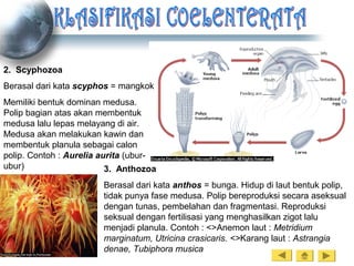 2. Scyphozoa
Berasal dari kata scyphos = mangkok
Memiliki bentuk dominan medusa.
Polip bagian atas akan membentuk
medusa lalu lepas melayang di air.
Medusa akan melakukan kawin dan
membentuk planula sebagai calon
polip. Contoh : Aurelia aurita (ubur-
ubur) 3. Anthozoa
Berasal dari kata anthos = bunga. Hidup di laut bentuk polip,
tidak punya fase medusa. Polip bereproduksi secara aseksual
dengan tunas, pembelahan dan fragmentasi. Reproduksi
seksual dengan fertilisasi yang menghasilkan zigot lalu
menjadi planula. Contoh : <>Anemon laut : Metridium
marginatum, Utricina crasicaris. <>Karang laut : Astrangia
denae, Tubiphora musica
 