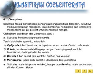 4. Ctenophora
Beberapa zoolog menganggap ctenophora merupakan filum tersendiri. Tubuhnya
mempunyai lapisan mesoderm, tidak mempunyai nematoksis dan tentakelnya
mengandung zat-zat pelekat untuk menangkap mangsa.
Ctenophora dibedakan atas 2 subkelas, yaitu :
a. Subkelas Tentaculata (punya tentakel).
Terdiri atas beberapa ordo, antara lain :
1). Cydippida, tubuh bulat/oval, terdapat semacam tanduk. Contoh : Mertensia
2). Cobata, tubuh memadat dilengkapi dengan dua cuping oval, contoh :
Mnemiopsis, Bolinopsis dan Leucothea.
3). Cestida, tubuh seperti pita, contoh : Cestum dan Velamen
4). Platyctenida, tubuh pipih, contoh : Ctenoplana dan Coeloplana
a. Subkelas muda (tak punya tentakel), berupa ordo Beroida, tubuh kerucut atau
silinder. Contoh : Beroe
 