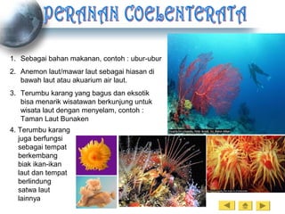 1. Sebagai bahan makanan, contoh : ubur-ubur
2. Anemon laut/mawar laut sebagai hiasan di
bawah laut atau akuarium air laut.
3. Terumbu karang yang bagus dan eksotik
bisa menarik wisatawan berkunjung untuk
wisata laut dengan menyelam, contoh :
Taman Laut Bunaken
4. Terumbu karang
juga berfungsi
sebagai tempat
berkembang
biak ikan-ikan
laut dan tempat
berlindung
satwa laut
lainnya
 