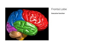 Frontal Lobe
Executive function
 