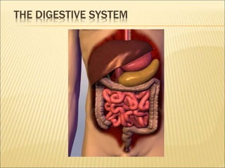Copy of Digestive System.ppt DIGESTIVE SYSTEM AND ITS FUNCTIONS | PPT