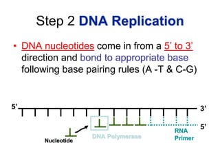 DNA Replication teaching children in school about science | PPTX