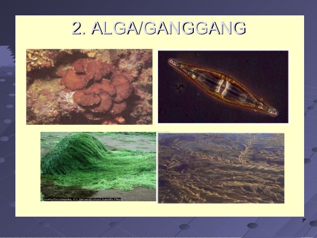 Copy Of Dunia Tumbuhan