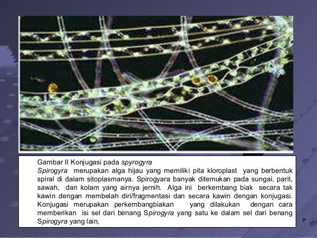 Copy Of Dunia Tumbuhan