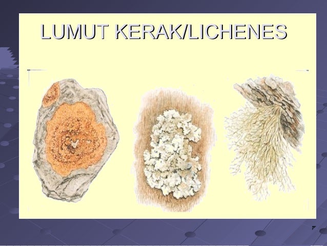 Copy Of Dunia Tumbuhan