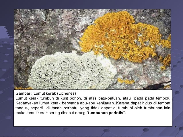 Copy Of Dunia Tumbuhan