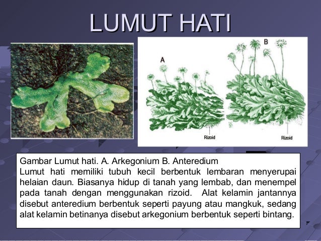 Copy Of Dunia Tumbuhan