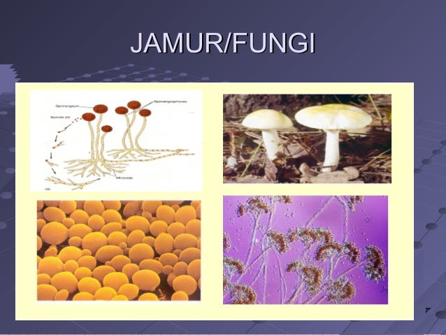 Copy Of Dunia Tumbuhan