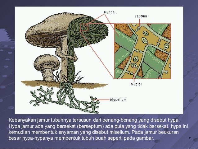 Copy Of Dunia Tumbuhan