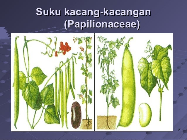 Sebutkan Dua Ciri Tumbuhan Dari Suku Papilionaceae Ini Cirinya