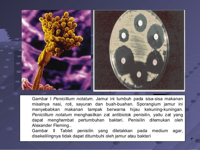 Copy Of Dunia Tumbuhan