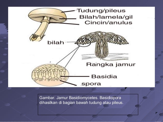 Copy Of Dunia Tumbuhan
