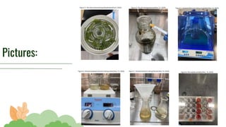 Pictures:
90%
70%
50%
70%
40%
90%
Figure 3. The Ulva Lactuca being Dehydrated (Oct.6, 2020). Figure 4. The pH being balanced (Nov.12, 2020). Figure 5. Seaweed Mixtures being Incubated (Nov.12, 2020).
Figure 6. Diluted seaweed solutions being boiled (Nov.19, 2020). Figure 7. Diluted Solutions being filtered (Nov.19, 2020).
Figure 8. Microplate samples (Nov. 19, 2020).
 