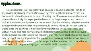 Applications:
This experiment is of practical value because it can help alleviate Florida or
any coastal city having issues of invasion by removing these seaweed masses
from coasts when they come. Instead of letting the blooms rot on coastlines and
potentially medically harm people the blooms can be put to practical use as a
biofuel. It would not only decrease the amount of pollution being released into the
atmosphere but with further research it could potentially be of cheaper costs to
create since the seaweed is not expensive to purchase unlike fossil fuels. The
Biofuel would also help alleviate marine habitats that may have been destroyed
and bring back tourists to help the economy that may have fled because the beach
may have not been enjoyable for them anymore. Knowing that the brown seaweed
had a larger ethanol yield and that the longer the fermentation the more ethanol
produced could help when trying to create this fuel in masses.
 