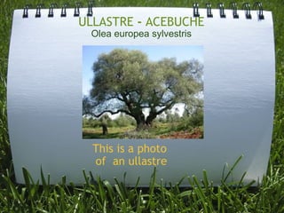 ULLASTRE  -  ACEBUCHE Olea europea sylvestris This is a photo  of  an ullastre   