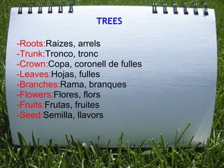 TREES -Roots: Raizes, arrels -Trunk: Tronco, tronc -Crown: Copa, coronell de fulles -Leaves: Hojas, fulles -Branches: Rama, branques -Flowers: Flores, flors -Fruits: Frutas, fruites -Seed: Semilla, llavors 