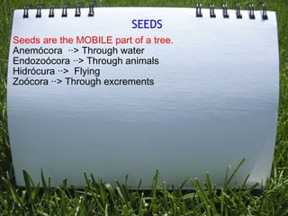 SEEDS Seeds are the MOBILE part of a tree.   Anemócora  ··> Through water Endozoócora ··> Through animals Hidrócura ··>  Flying Zoócora ··> Through excrements  
