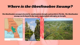 Where is the Okeefenokee Swamp?
The Okeefenokee swamp is located in southeastern Georgia and northern Florida. The Okeefenokee
swamp can be found In the lower coastal plain subregion in Georgia.
 