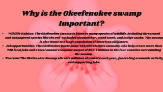 Why is the Okeefenokee swamp
Important?
Wildlife Habitat: The Okefenokee Swamp is home to many species of wildlife, including threatened
and endangered species like the red-cockaded woodpecker, wood stork, and indigo snake. The swamp
is also home to a large population of American alligators.
Job opportunities: The Okefenokee hosts some 725,000 visitors annually who help create more than
750 local jobs and a total annual economic output of $64.7 million in the four counties surrounding
the swamp.
Tourism:The Okefenokee Swamp attracts millions of visitors each year, generating economic activity
and supporting jobs.
 