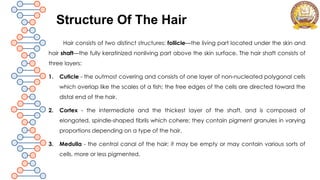 Forensic Analysis of Hair and Textile Fibers in Crime Investigation | PPTX