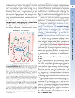 Cisterna Rer Copy of HistologÍa - Ross 7ª.pdf