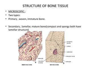 Copy of Histology of Bone (Lecture).pptx