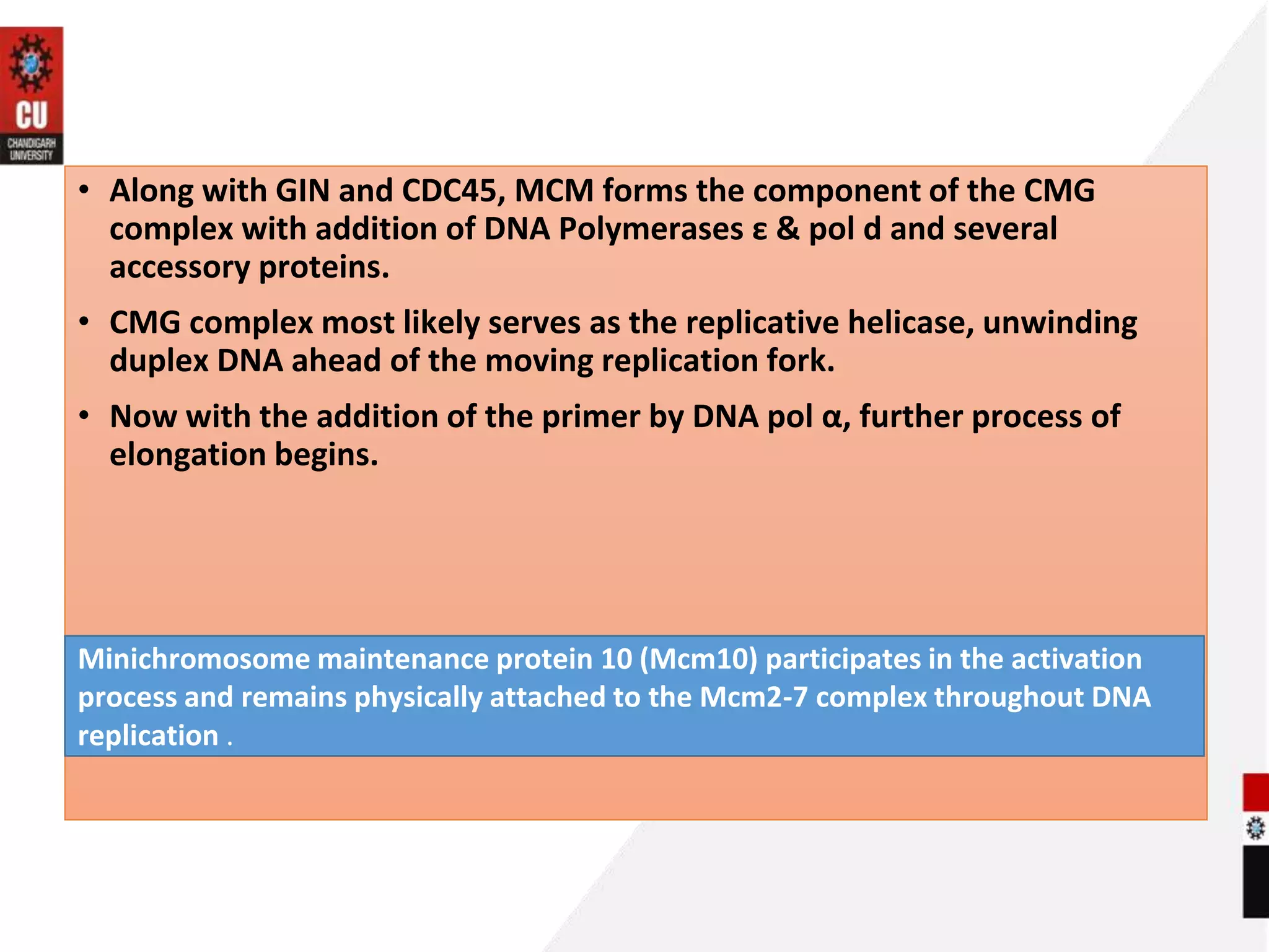 initiation-in-eukaryotes-during-replication-process-ppt