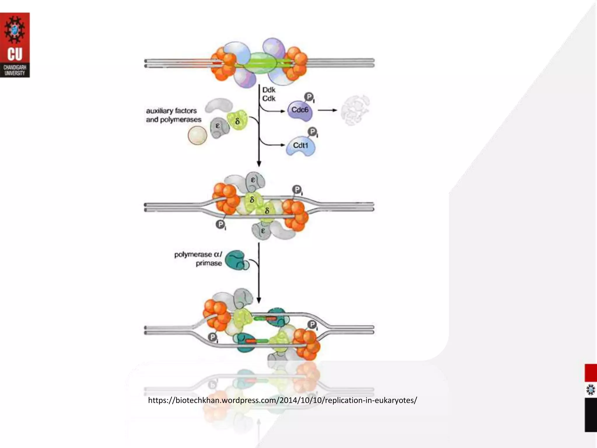 initiation in eukaryotes during replication process | PPTX