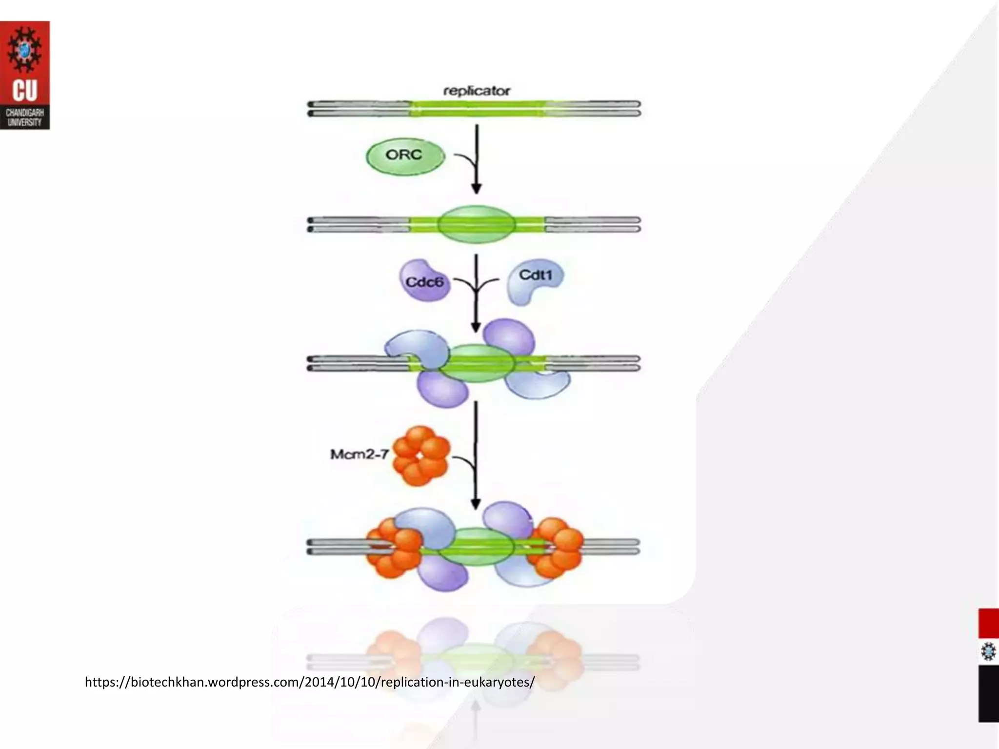 initiation in eukaryotes during replication process | PPTX