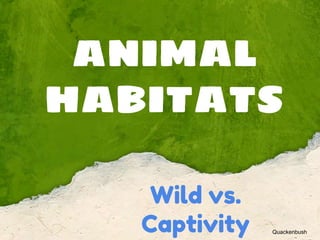 ANIMAL
HABITATS
Wild vs.
Captivity Quackenbush
 