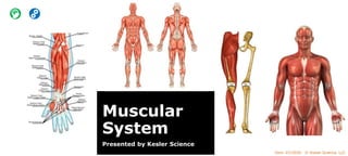 Vers. 07/2020 © Kesler Science, LLC
Muscular
System
Presented by Kesler Science
 