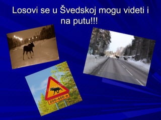 Losovi se u Švedskoj mogu videti i
            na putu!!!
 