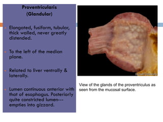 Quite Distensible Comprehensive Overview of Avian Anatomy and Organ Systems in Veterinary ...