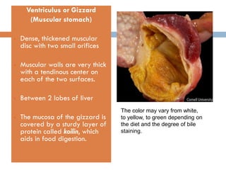 Comprehensive Overview of Avian Anatomy and Organ Systems in Veterinary ...