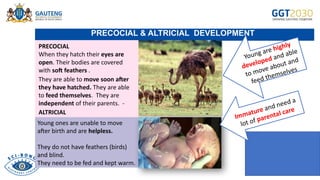 Precocial Development Examples Copy of Life Sciences Reproduction in vertebrates 22 February 2024.pptx