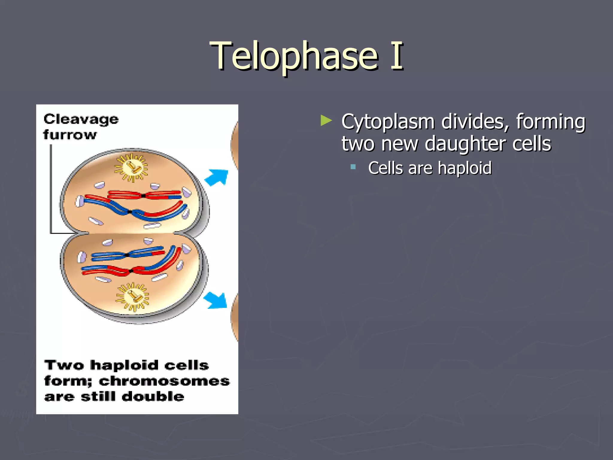 Telophase I
      ►   Cytoplasm divides, forming
          two new daughter cells
           Cells are haploid
 