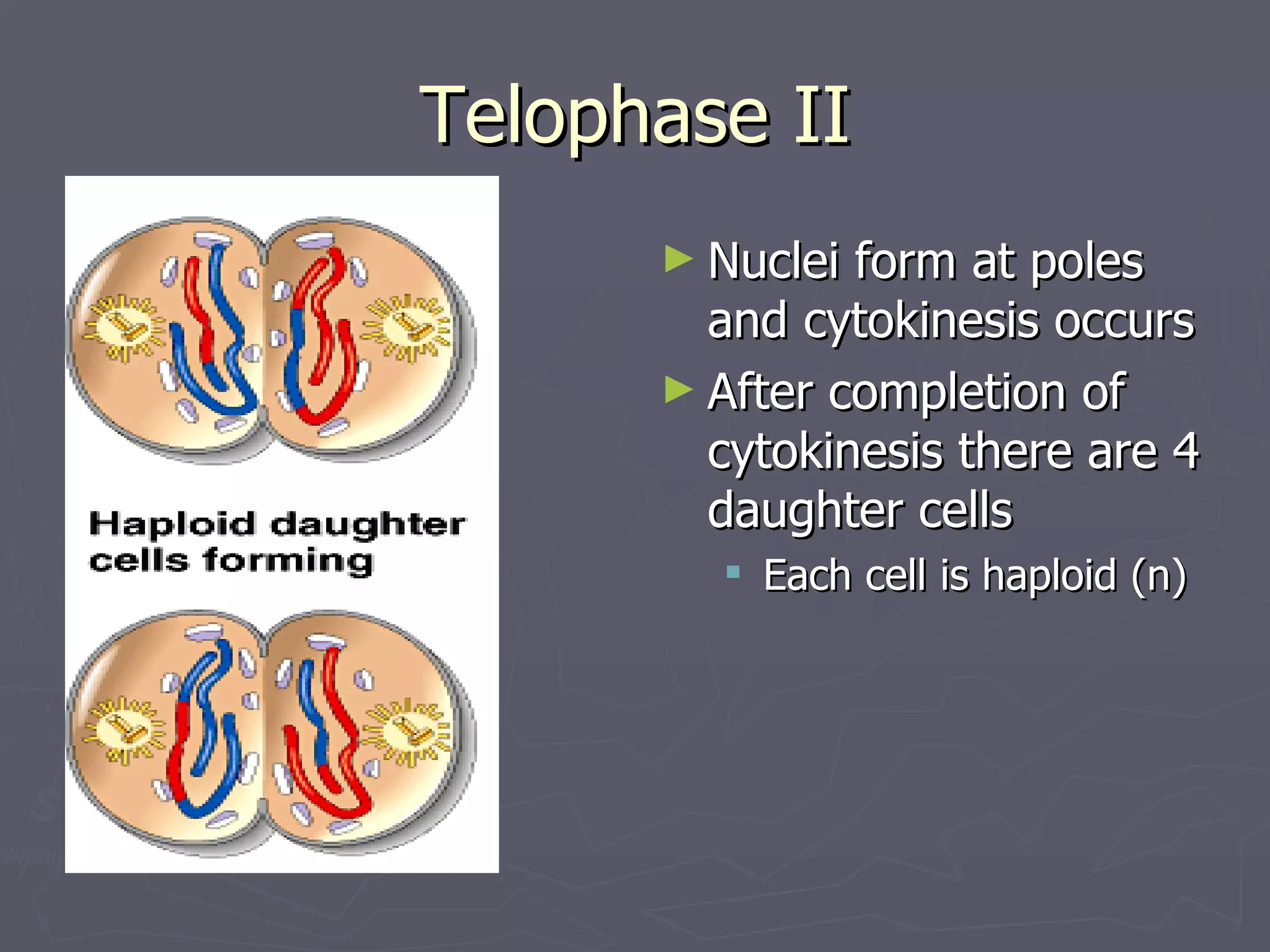 Telophase II
      ► Nuclei form at poles
        and cytokinesis occurs
      ► After completion of
        cytokinesis there are 4
        daughter cells
         Each cell is haploid (n)
 