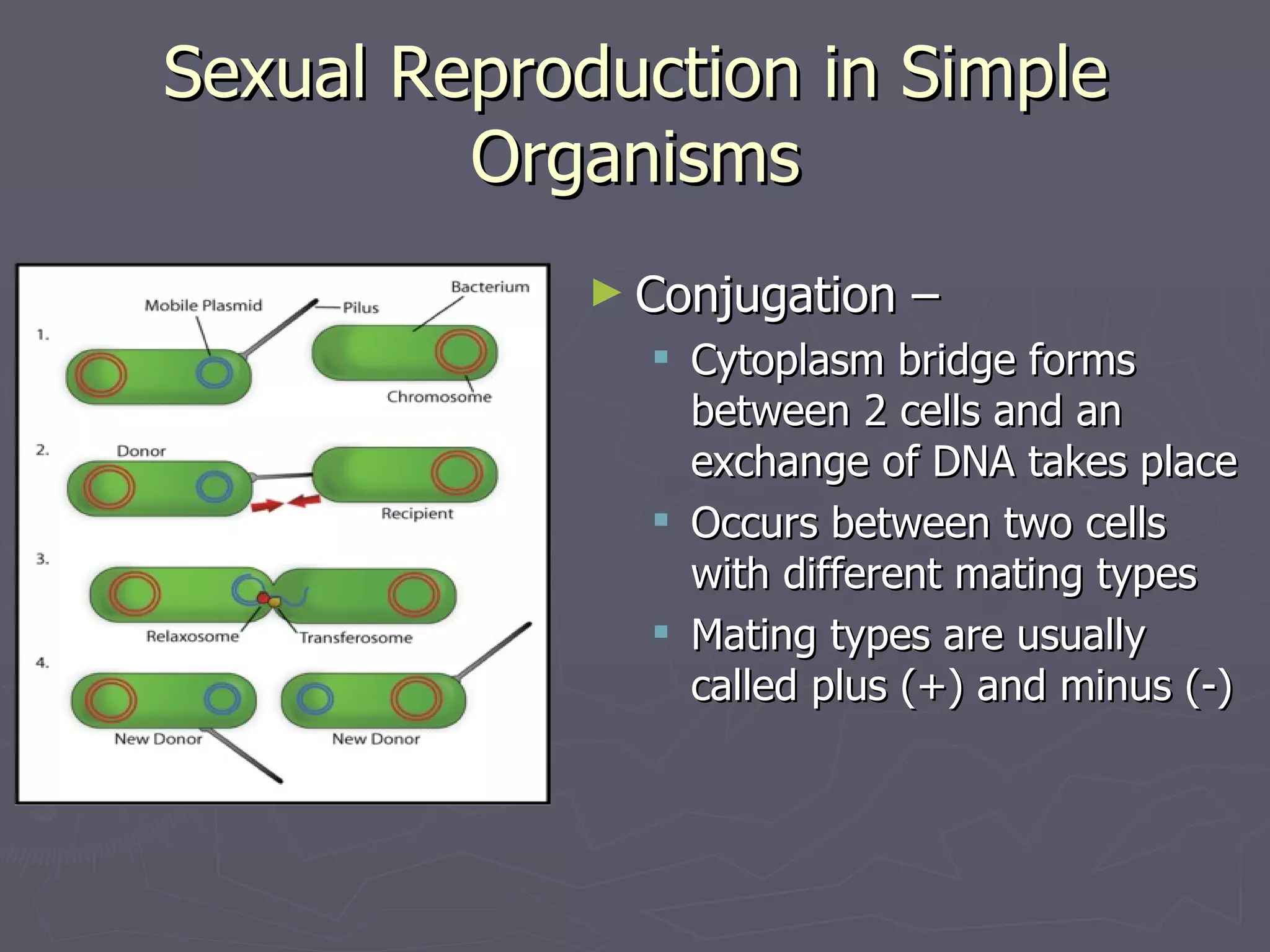 Sexual Reproduction in Simple
         Organisms
            ► Conjugation   –
               Cytoplasm bridge forms
                between 2 cells and an
                exchange of DNA takes place
               Occurs between two cells
                with different mating types
               Mating types are usually
                called plus (+) and minus (-)
 