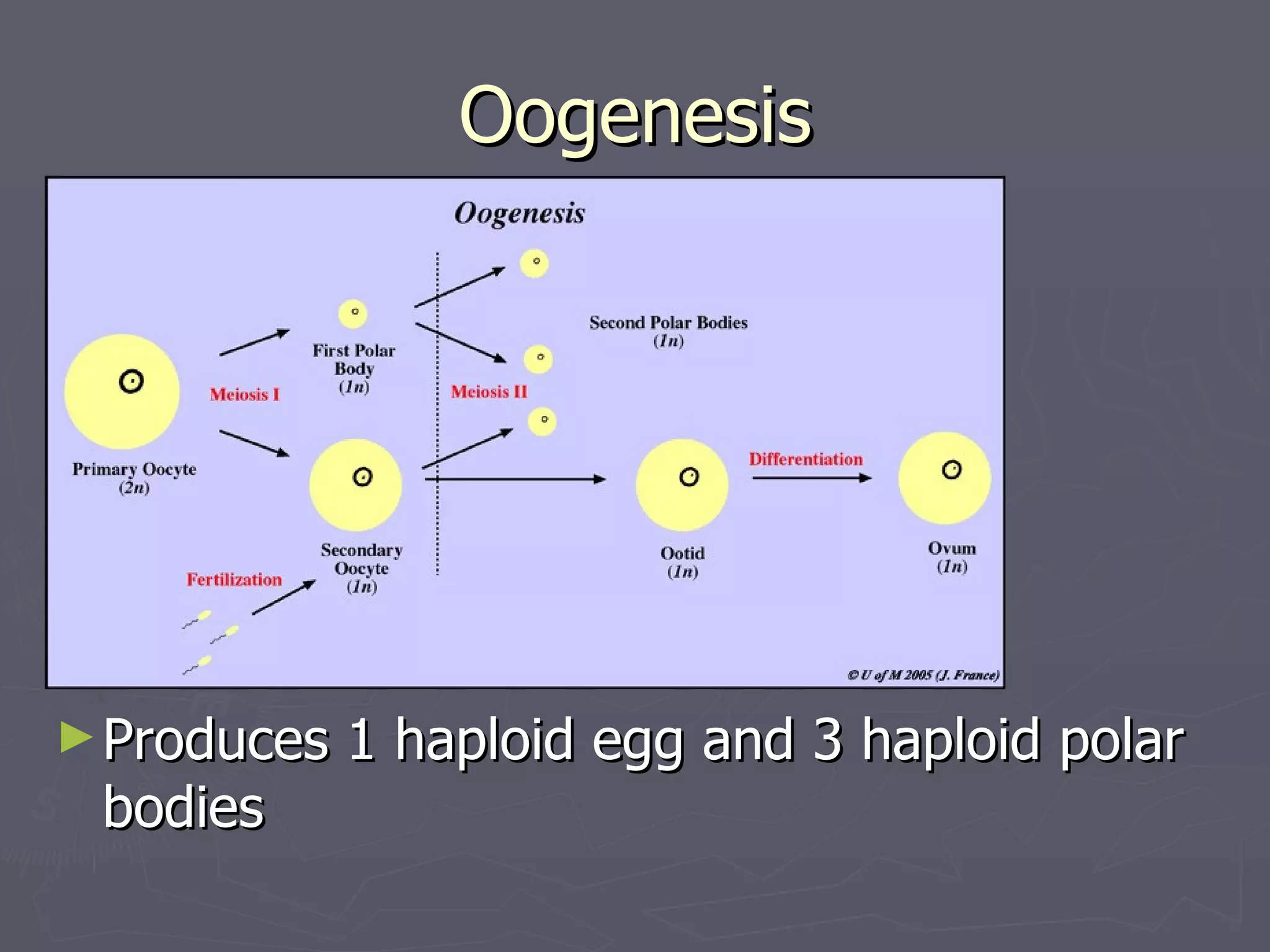 Oogenesis




► Produces   1 haploid egg and 3 haploid polar
 bodies
 