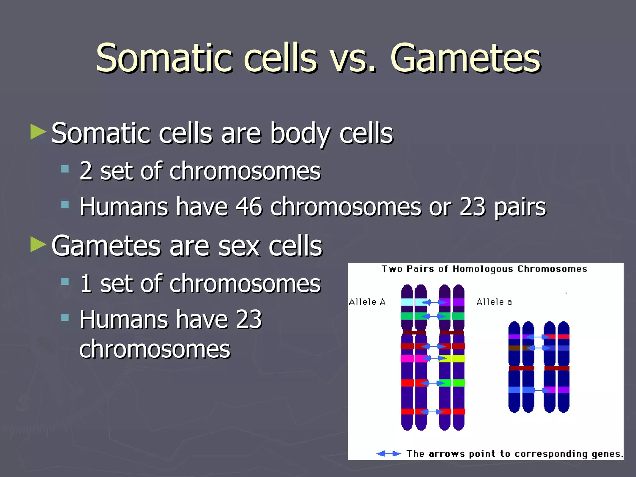 Somatic cells vs. Gametes
► Somatic   cells are body cells
     2 set of chromosomes
     Humans have 46 chromosomes or 23 pairs
► Gametes    are sex cells
   1 set of chromosomes
   Humans have 23
    chromosomes
 