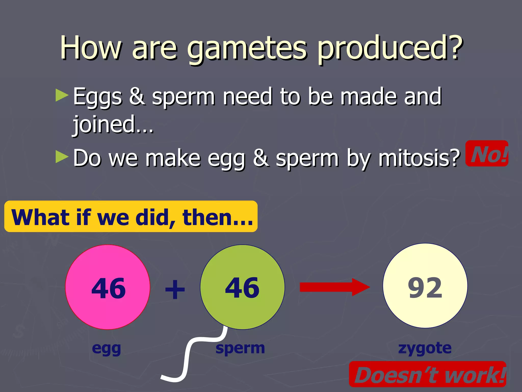 How are gametes produced?
   ► Eggs  & sperm need to be made and
     joined…
   ► Do we make egg & sperm by mitosis? No!


What if we did, then…


      46     +    46              92

      egg        sperm           zygote
                             Doesn’t work!
 