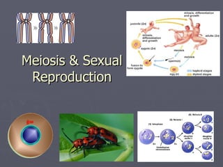Meiosis & Sexual
 Reproduction
 