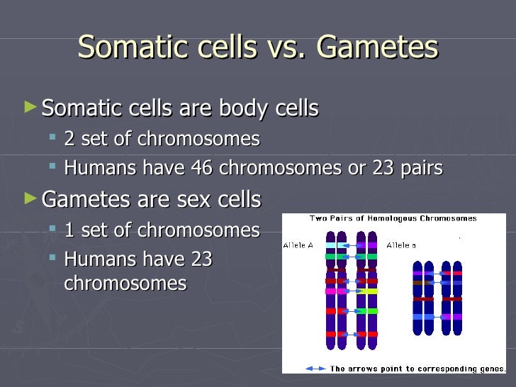 sex cells vs somatic cells sex cells vs somatic cells