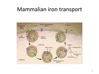 Metal ion transport and storage | PPTX