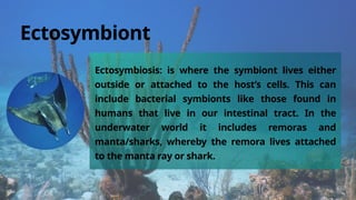 Ectosymbiosis: is where the symbiont lives either
outside or attached to the host’s cells. This can
include bacterial symbionts like those found in
humans that live in our intestinal tract. In the
underwater world it includes remoras and
manta/sharks, whereby the remora lives attached
to the manta ray or shark.
Ectosymbiont
 